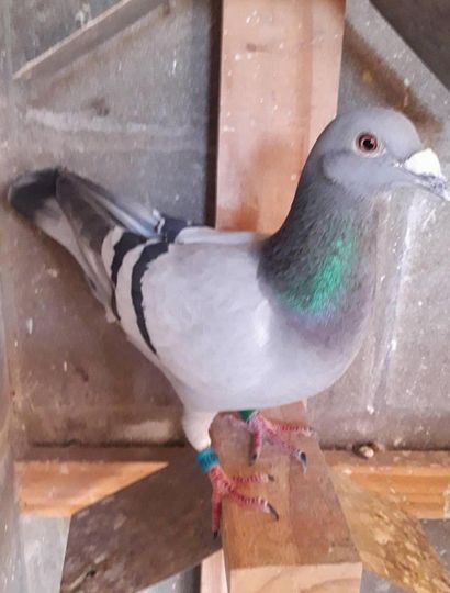 La paloma del colombófilo juninense Martín Albarelllo que ganó el especial desde Santa Rosa (La Pampa).