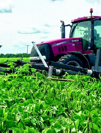 Controlar la situación de malezas eleva el costo de las labores agrícolas.