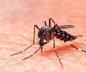 Ascienden a 75 los casos de dengue en La Plata