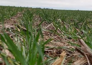 El trigo siente la falta de lluvias y crece la preocupación de los productores en la zona núcleo.