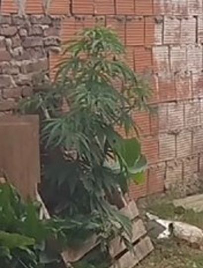 Planta de marihuana secuestrada en la vivienda allanada, en calle Arenales.