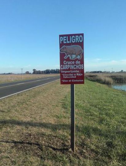 Pondrán carteles para advertir la presencia de fauna silvestre a la vera de las rutas.