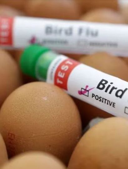 La Argentina recuperó el estatus sanitario de país libre de gripe aviar