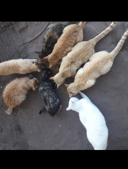 Los animales en situación de calle también son asistidos por el municipio y voluntarios