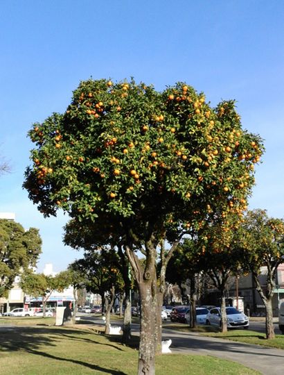 Los árboles frutales colorean las calles de Junín durante la temporada de invierno