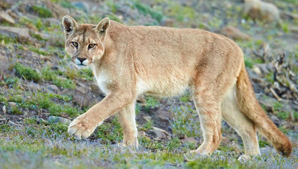 puma argentino