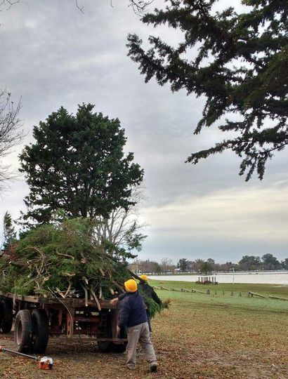 Se podaron árboles en la Laguna de Gómez