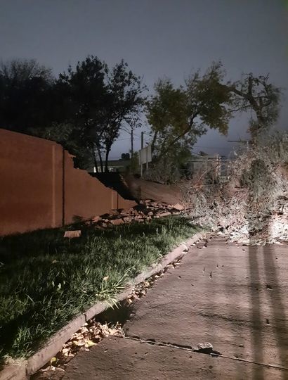 Cayó en la vía pública un árbol de importantes dimensiones