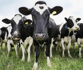 No es culpa de las vacas