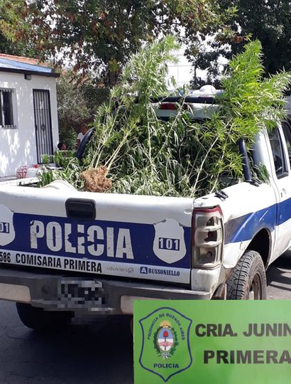 Las plantas de calle Bolivia cargadas en el patrullero.