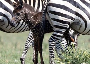 Es viral: la cebra bebé que nació con puntos y sin rayas