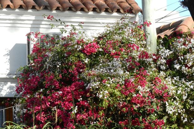 Junín en imágenes: la primavera fluye