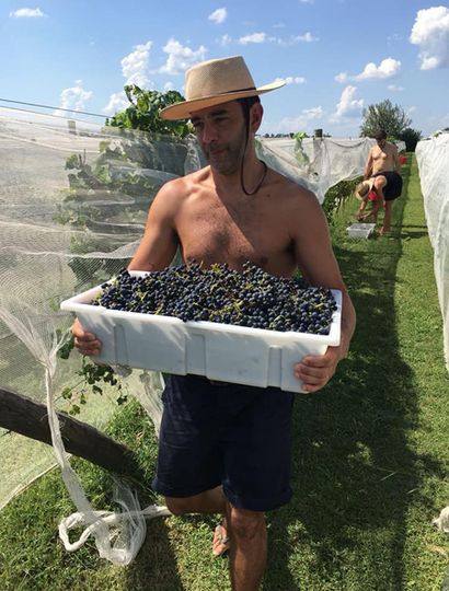 A princio de mes comenzó la recolección de uvas en la Finca Las Antípodas.