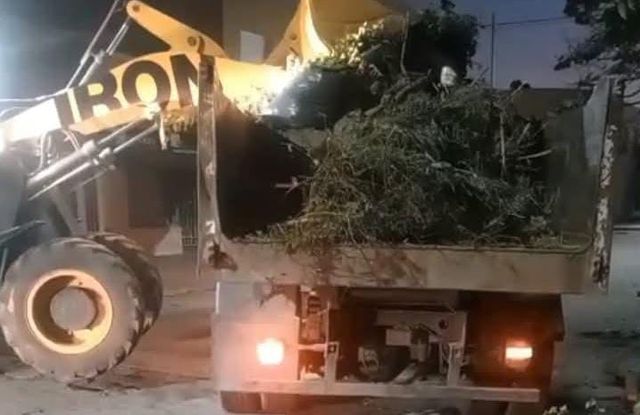 Multas por podas severas en Chacabuco