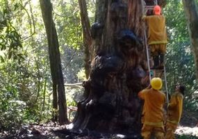 Hizo una fogata para tomar mate y quemó el árbol más antiguo de Misiones