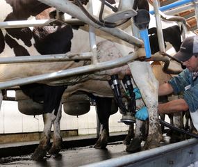Más leche bonaerense
