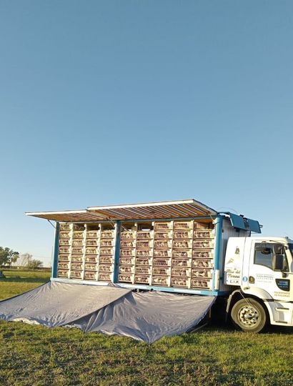 Las palomas fueron llevadas ayer hasta los cuatro puntos de suelta de hoy.