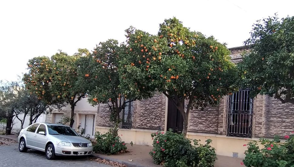 Los árboles frutales comienzan a colorear las calles de Junín a un mes del  invierno • Diario Democracia