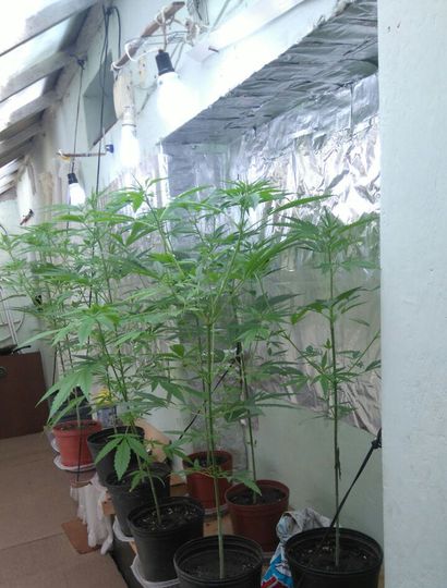 Las diez plantas eran cultivadas en un invernadero.