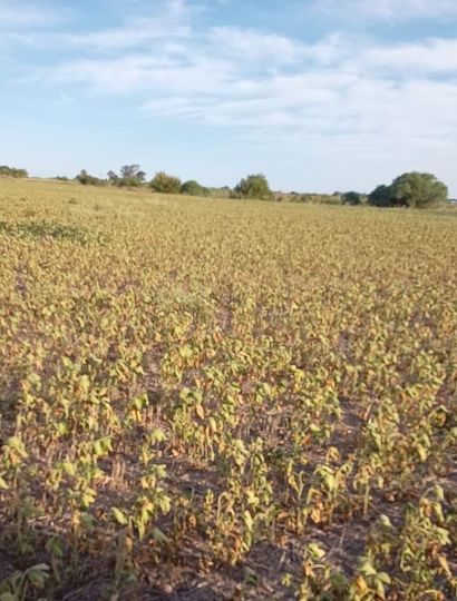 Lote de soja perdido en La Agraria.