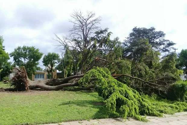 Lo que dejó el temporal: derrumbes, voladura de techos y árboles caídos ...
