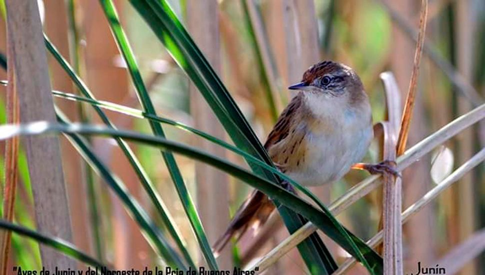 El Espartillero Enano (Spartonoica maluroides), de la familia de los Furnaridae, que se puede ver en la zona.