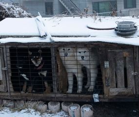 A partir de 2027: Corea del Sur prohíbe el consumo de carne de perro
