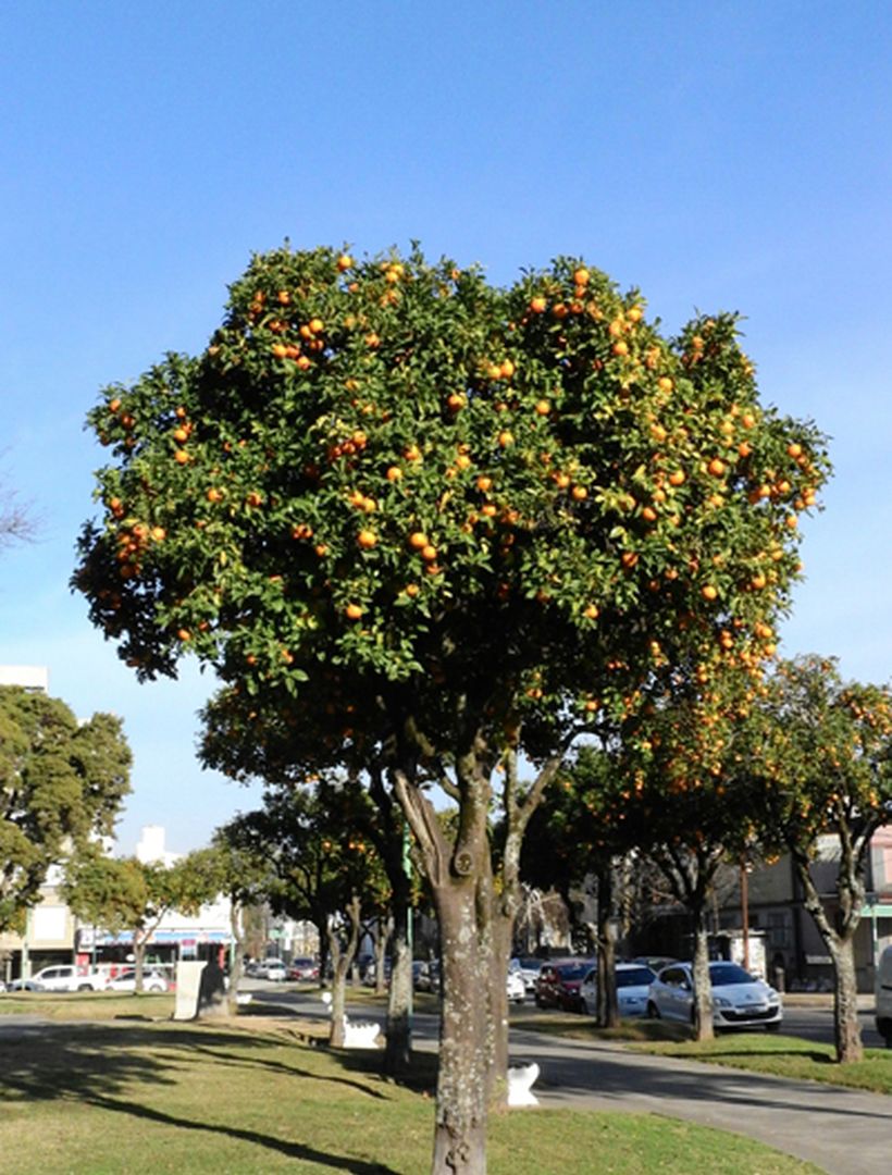 Los árboles frutales colorean las calles de Junín durante la temporada de  invierno • Diario Democracia