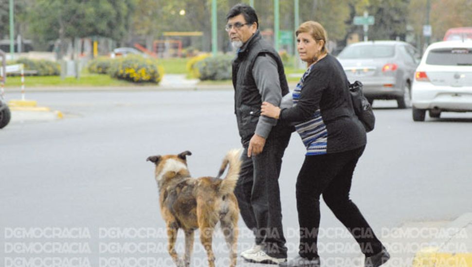 Perros Callejeros Un Problema Anejo Y Que Parece No Tener Solucion En Junin Diario Democracia