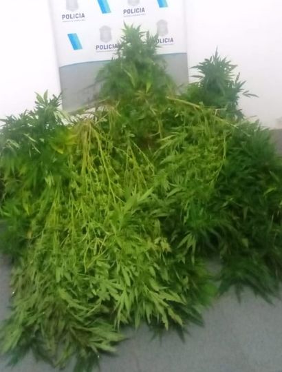 Plantas de marihuana que secuestró la Policía.