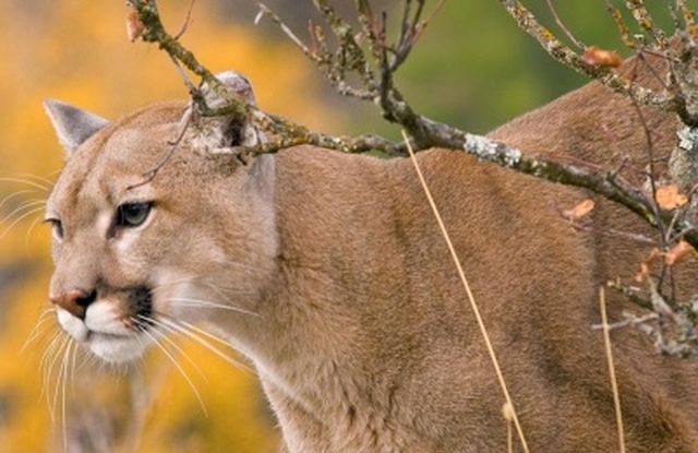 puma mendocino