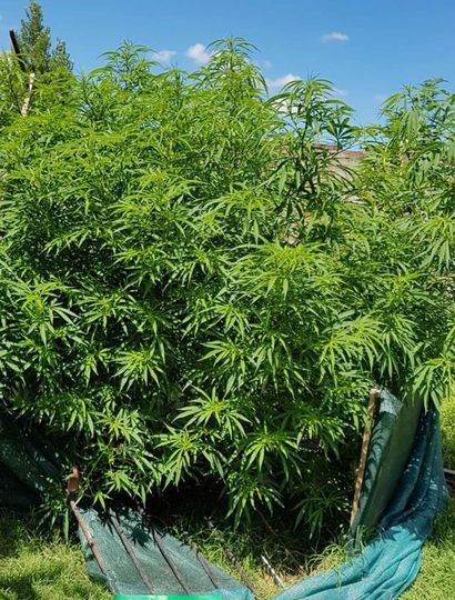 Más plantaciones de marihuana son halladas en Chacabuco.