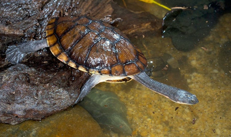 Dos Especies De Tortuga De Agua Dulce Habitan Hoy La Cuenca Del