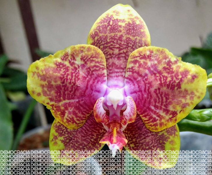 Cultivo de orquídeas: un hobby y una pasión que Luis mantiene desde hace 12  años • Diario Democracia