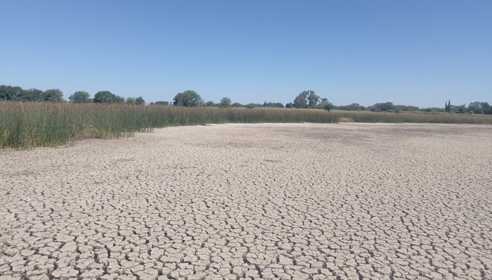Fuertes pérdidas para el campo por la sequía en la Región