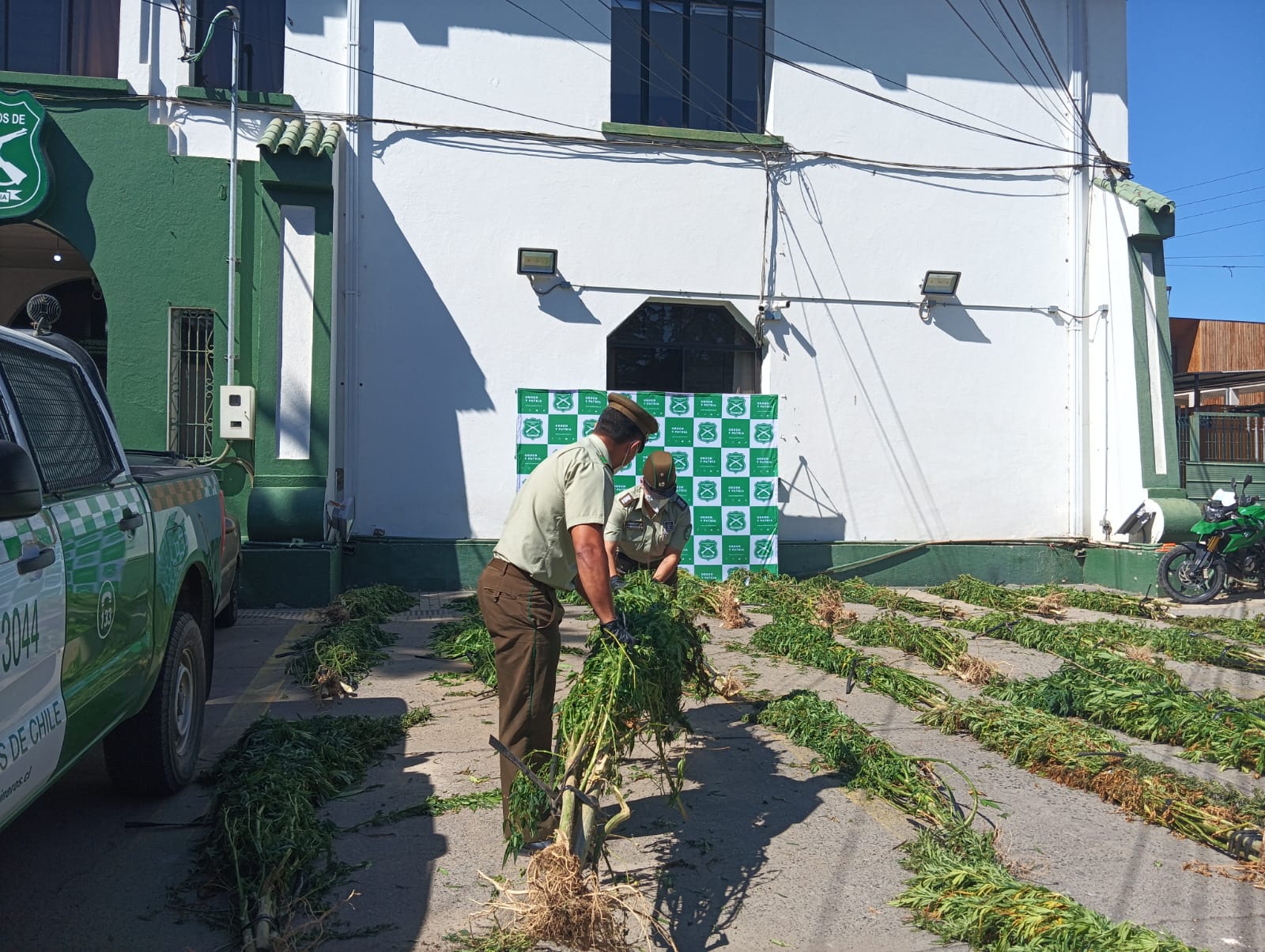 Carabineros incauta plantas de marihuana en Putú
