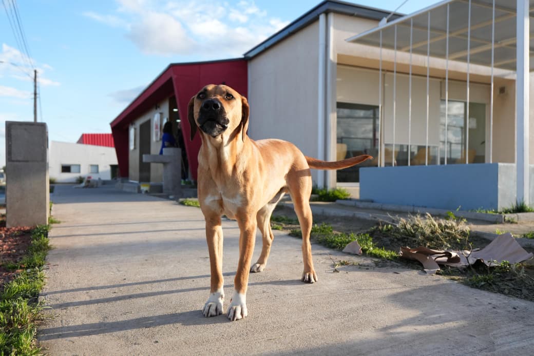 Centro Veterinario Municipal de Talca celebra su primer año con más de 50 mil atenciones
