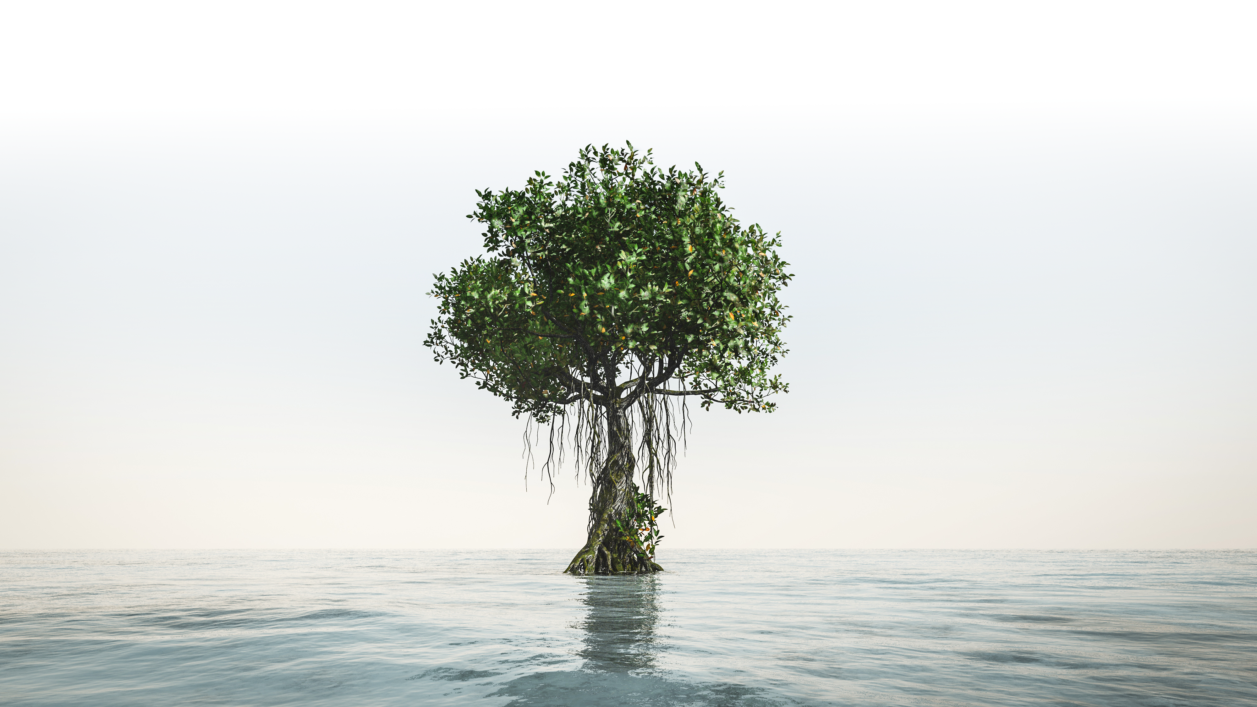 AdobeStock_mangrove_weiß.png