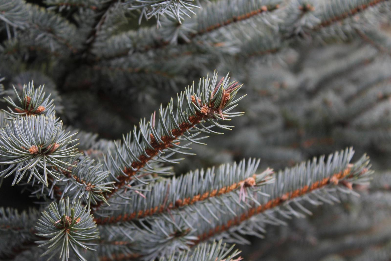 DSLR vs kompakt: Canon EOS 1200D s 18-55mm, Sony RX100