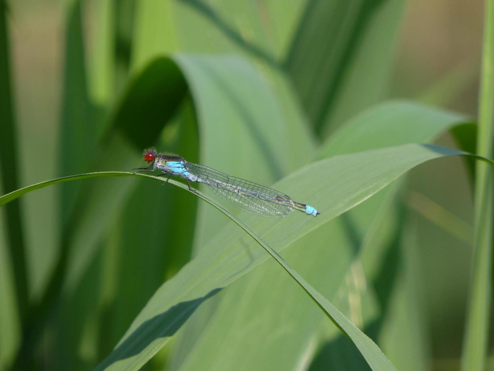 Panasonic Lumix TZ35 a TZ40: o čtyři více