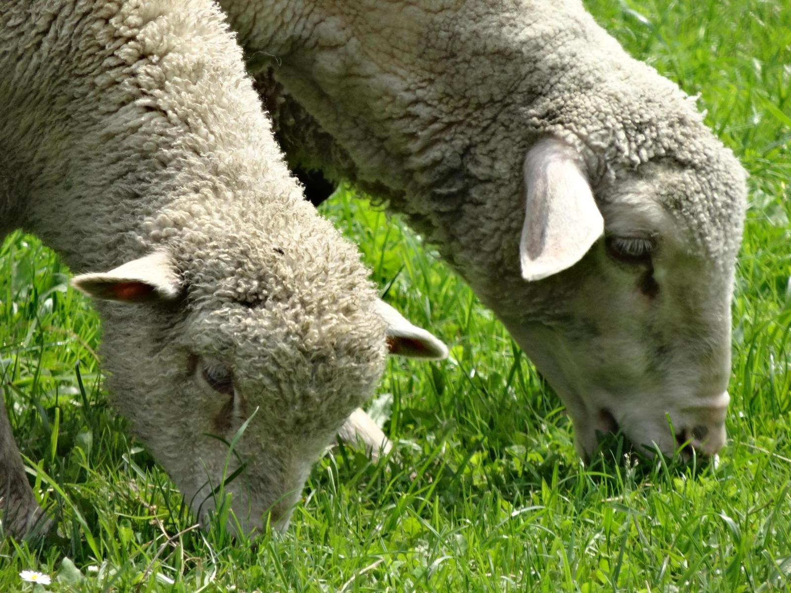 Sony Cyber-shot WX300: nejmenší dvacítka