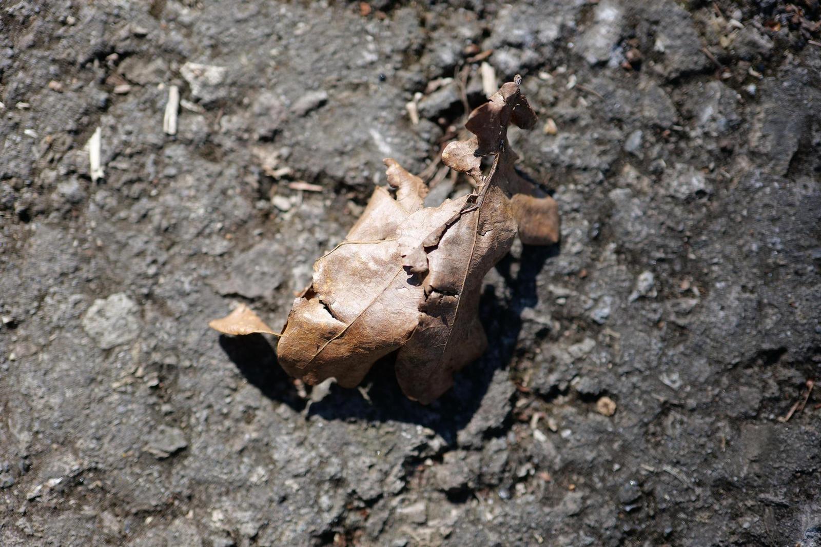 Panasonic Lumix S 50mm F1.8