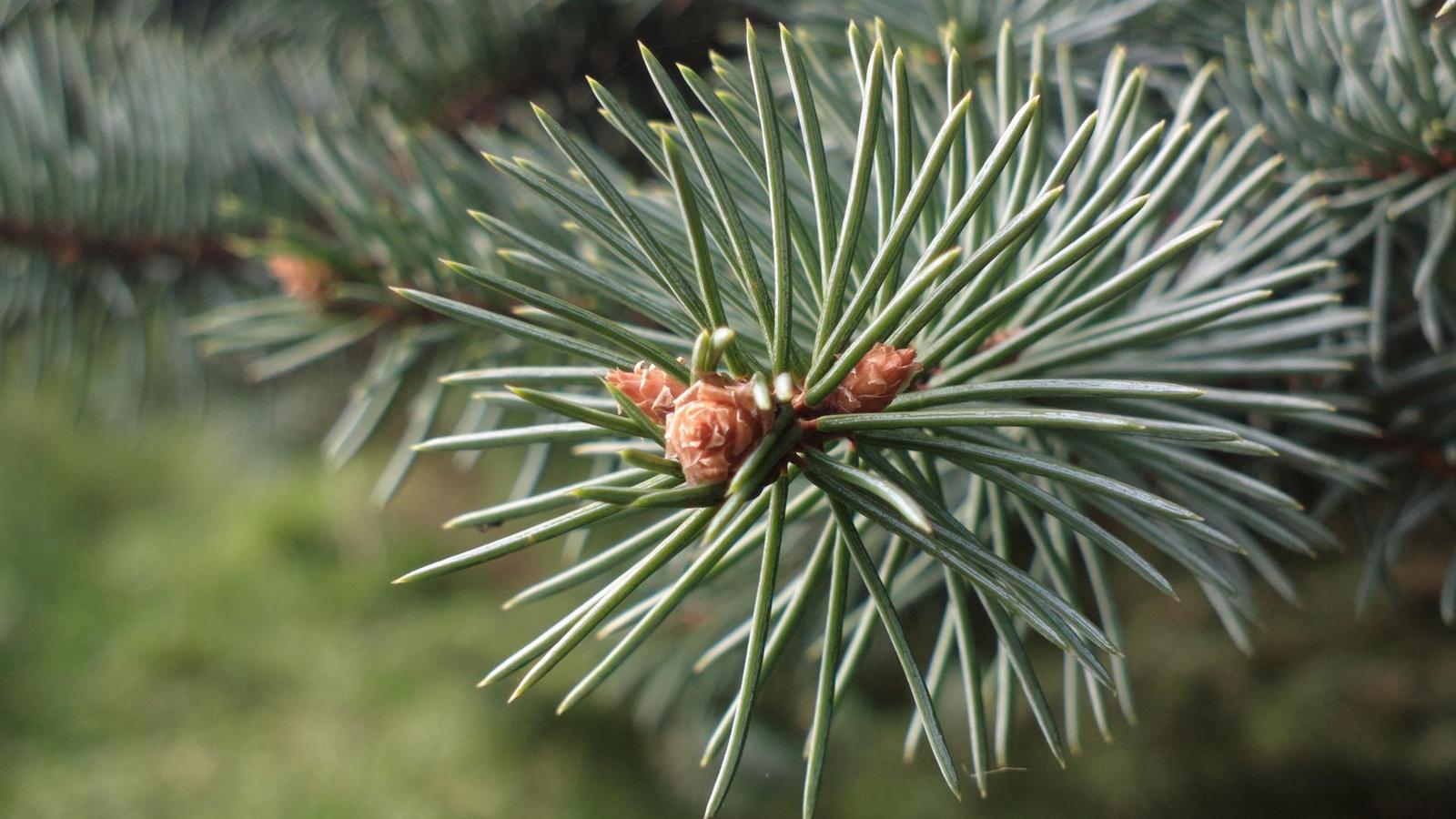 Nokia Lumia 1020 vs. 808 PureView