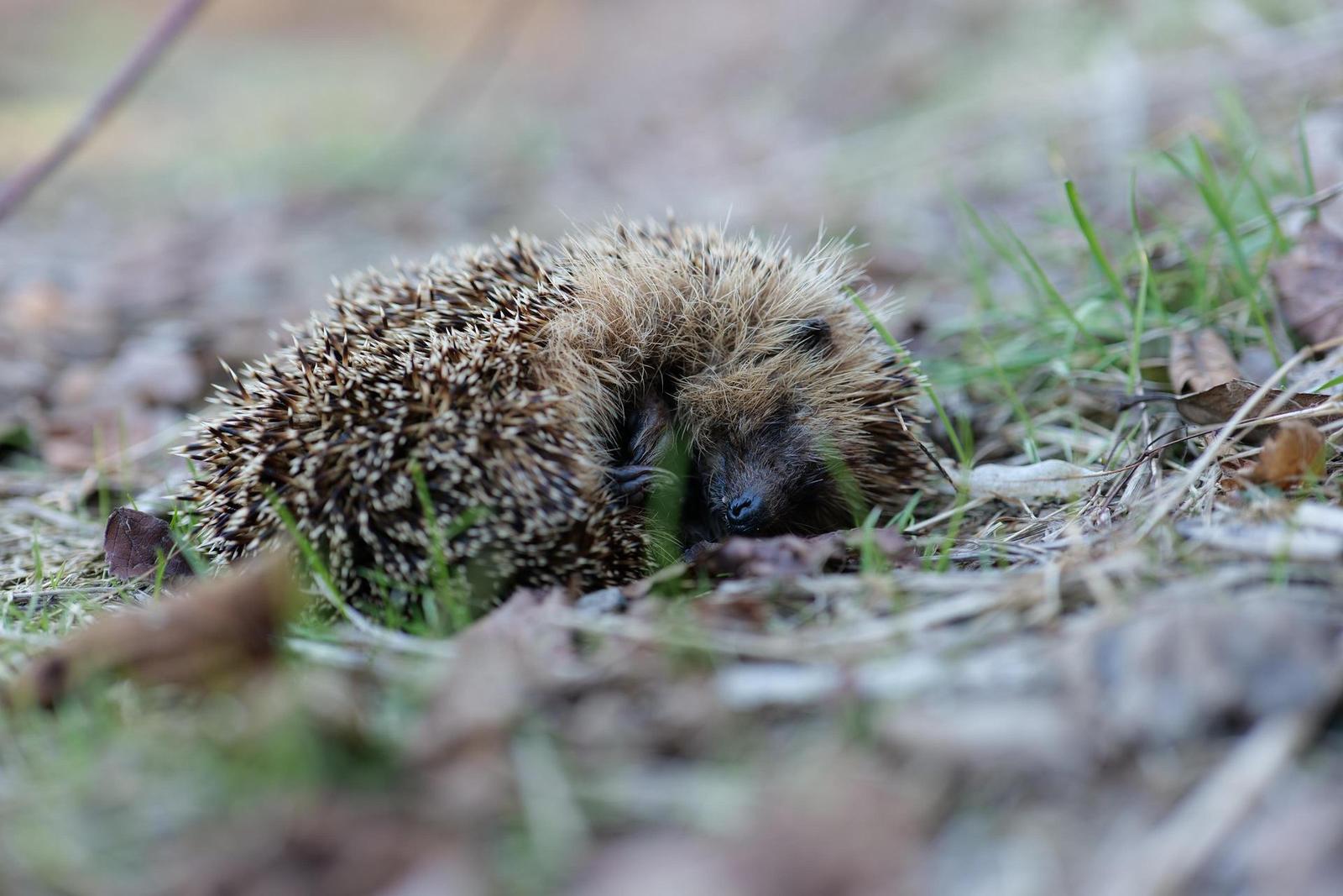 Panasonic Lumix S 50mm F1.8