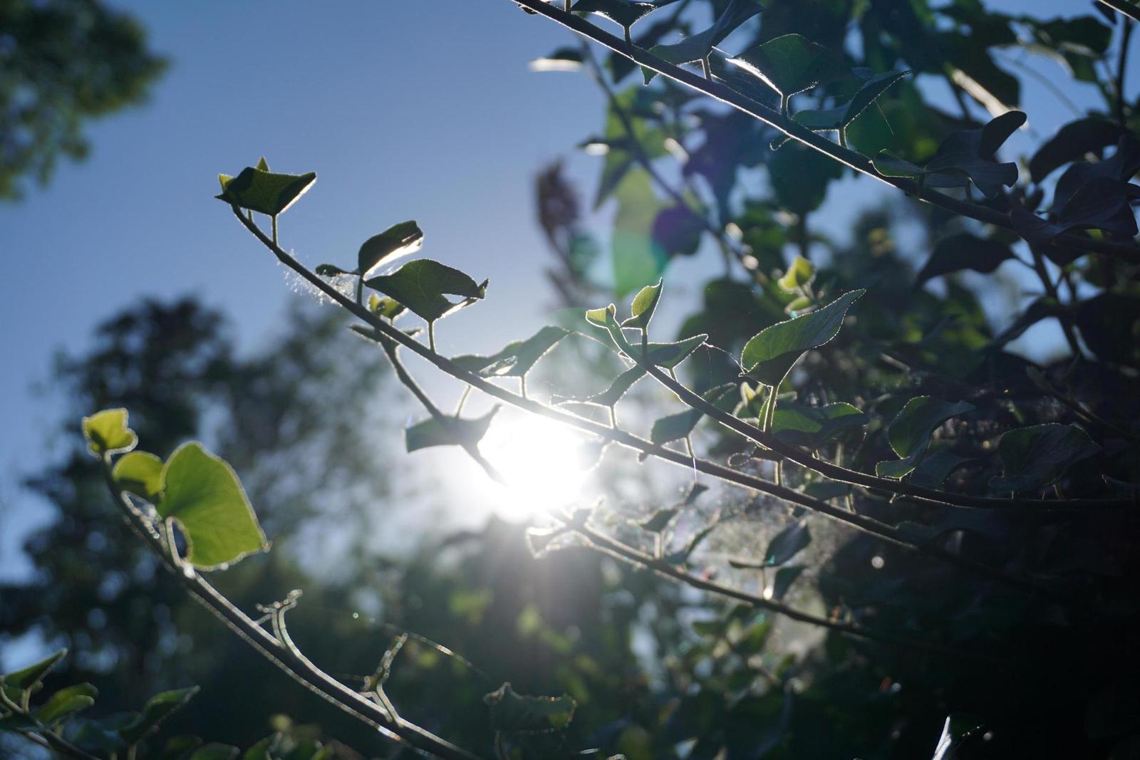 Sony A6000 (ILCE-6000): stále dobrý