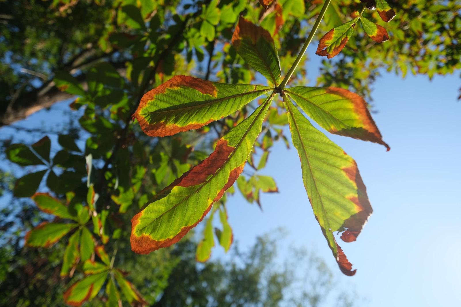 Fujinon XF 14mm F2.8 R