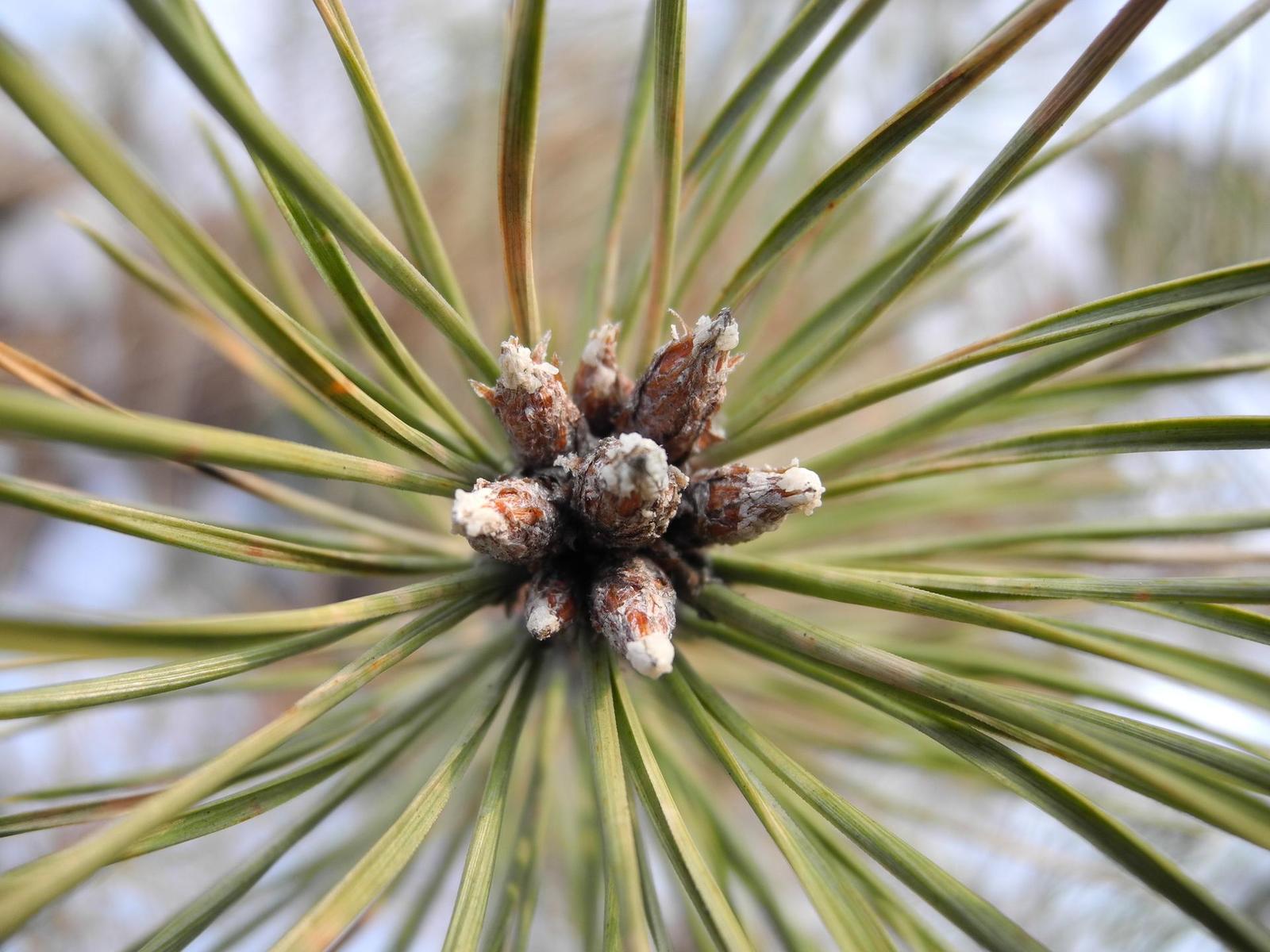 Nikon Coolpix P7000: lepší než jsme čekali