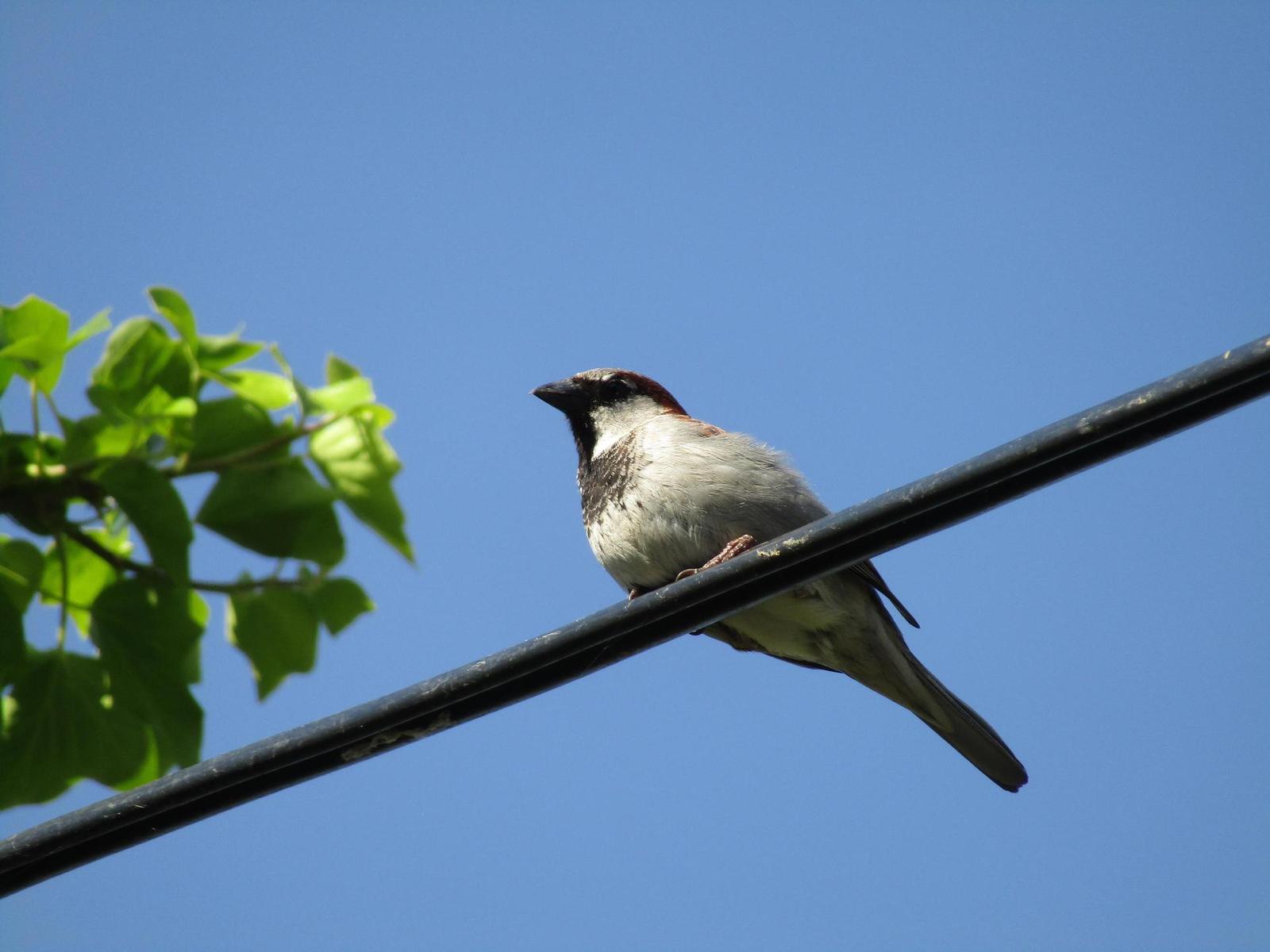 Canon PowerShot SX430 IS: milovník přírody
