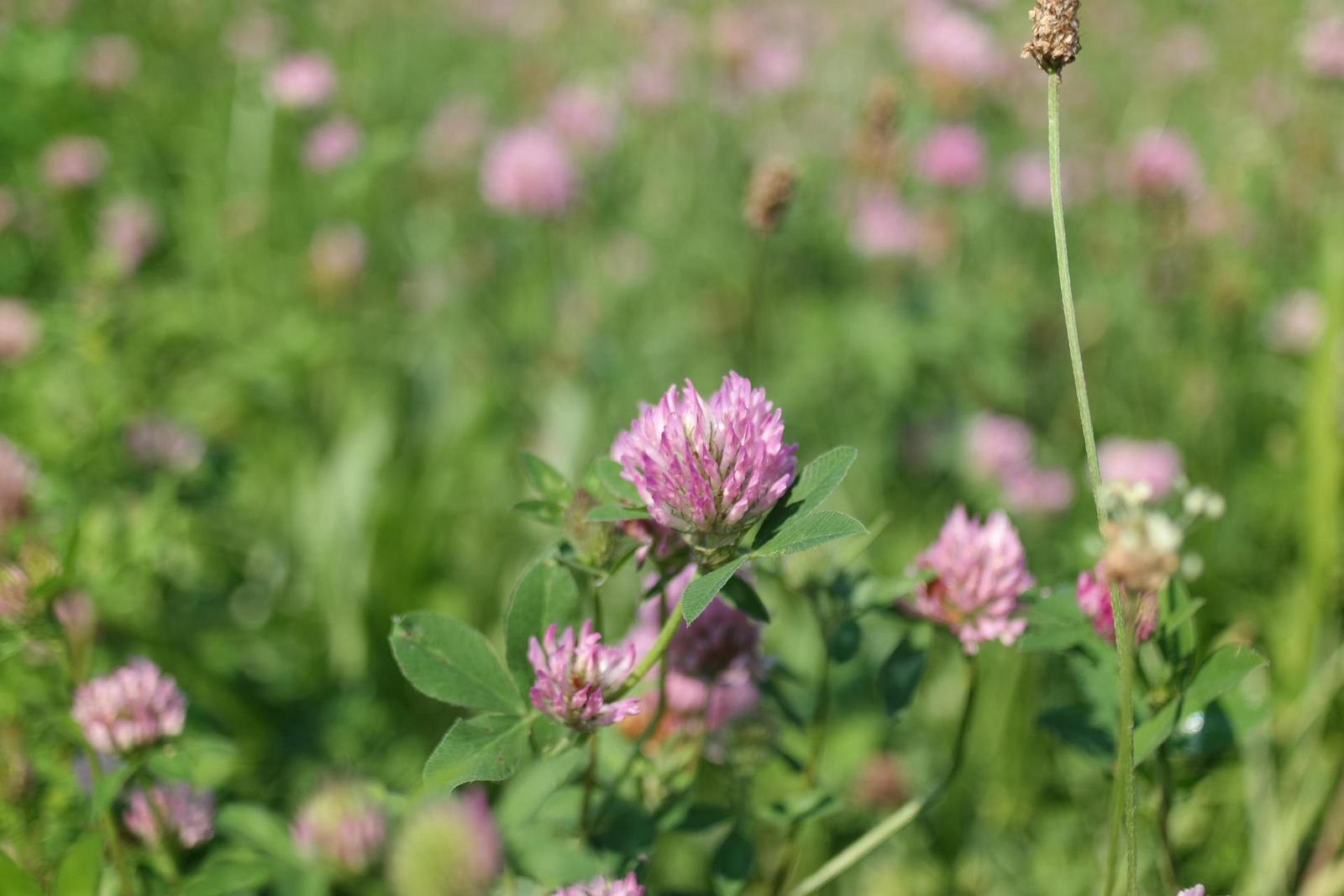 Olympus OM Zuiko 28mm f/2.8 (OM)