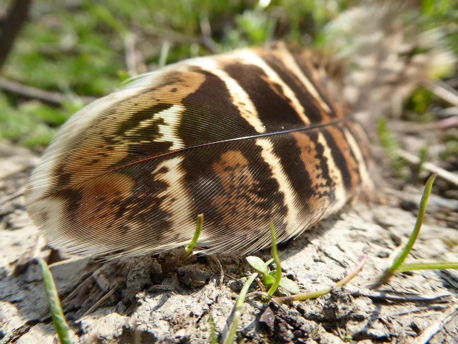 Panasonic Lumix TZ70: krůček k profi ultrazoomu